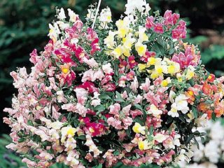 Snapdragon Ampel: varietats, plantació i cura