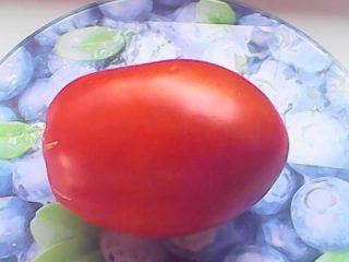Tomatgåsæg: anmeldelser, fotos, udbytte