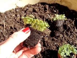 Cuando plantar boca de dragón para plántulas.
