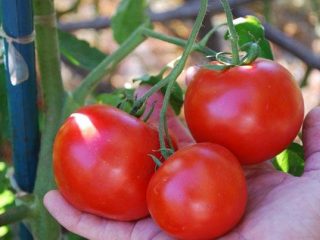 Tomato Doll F1: descrizione, foto, recensioni