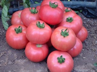 Tomato Raspberry Miracle: caratteristiche e descrizione della varietà