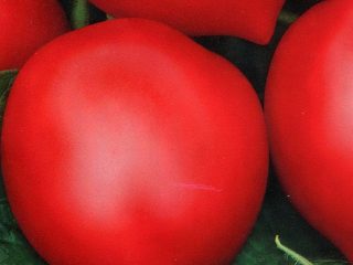Hali-gali rajčica: recenzije, fotografije, prinos