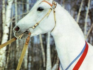 Oriolska pasmina konja