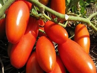 Tomato Gazpacho: recenzje, zdjęcia, plony