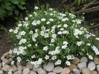 Gypsophila paniculata - wyrasta z nasion