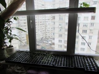 Svjetiljka za sadnice na prozorskoj dasci