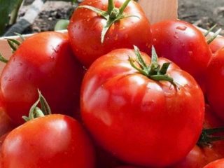 Tomato Lark F1: recenzje + zdjęcia