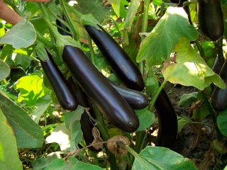 Aubergine Valentine F1