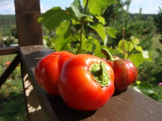 Pepper Ratund