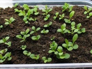 Aster en forma de pion