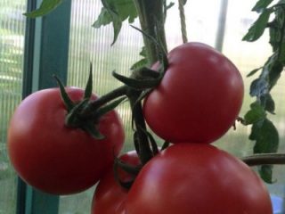 Tomato Major: karakteristike i opis sorte