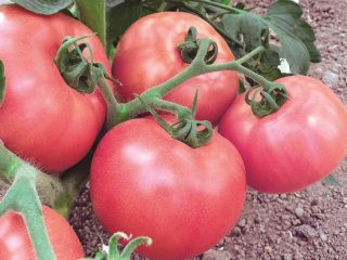 Tomat Pink King: anmeldelser, fotos, udbytte