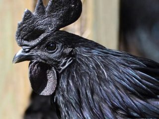 Pasmina crnih piletina Ayam Tsemani