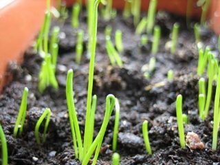 Plantning af purreplanter
