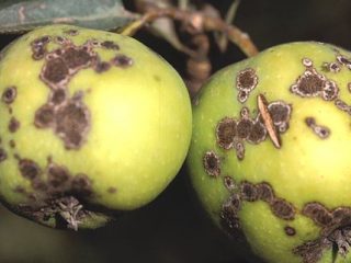 Paano mapupuksa ang scab sa isang puno ng mansanas: kung paano magproseso, kailan mag-spray