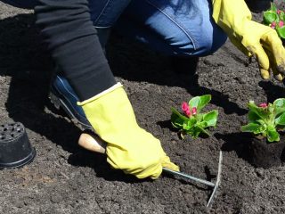 Begonia Grandiflora: plantation et entretien