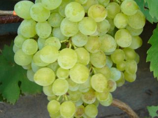 Variedad de uva Kishmish GF-342