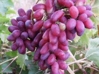 Ralladura de uva