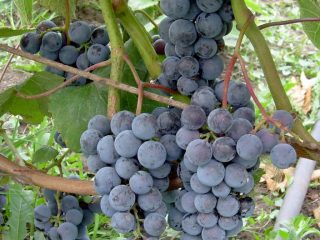 Uvas taiga