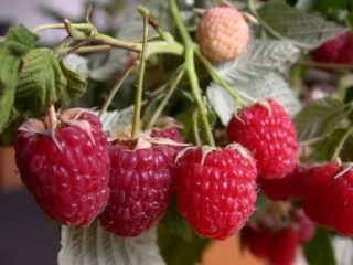 Raspberry Mirage