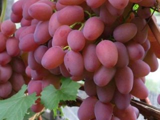 Uvas Helios