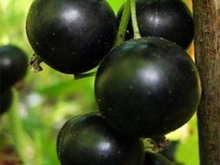 Czarna porzeczka Selechenskaya, Selechenskaya 2