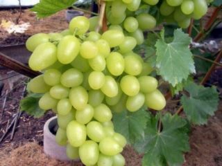 Alex grapes
