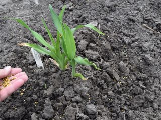 When to transplant daylilies