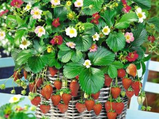 Strawberry Honey Summer