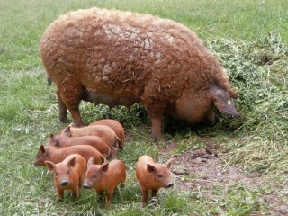 Vengrijos pūkuota mangalitsa: apžvalgos + nuotraukos