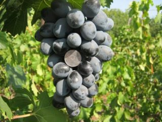 Buffet de uvas