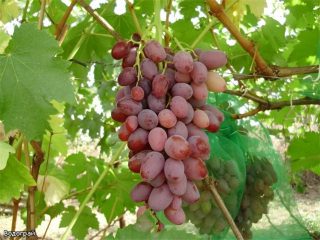Uvas Vodogray