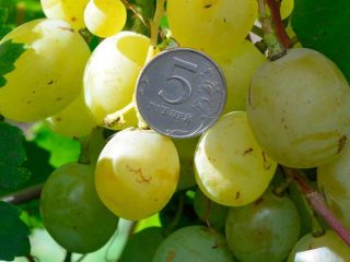 Milagro de las uvas blancas
