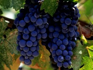 Uvas alfa