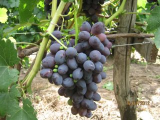 Diversión de uvas