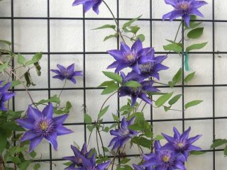 Como fazer um suporte para clematis com as próprias mãos