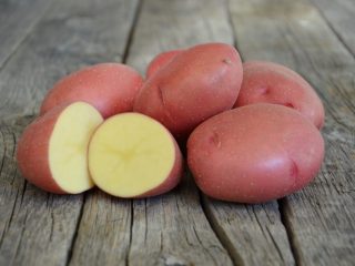 Batatas Irbit: características, plantio e cuidados