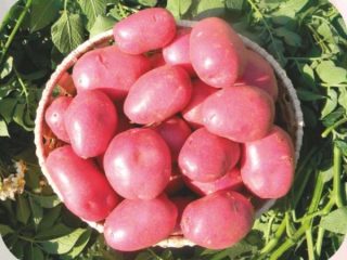 Características das batatas Labella