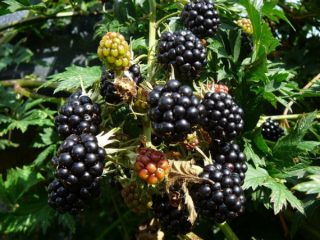 „Blackberry Thornless“