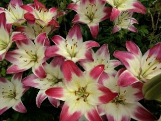 Variedades de lirio: asiática, felpa, pequeña, alta, blanca
