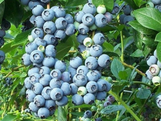 Bosbessen uit Northland