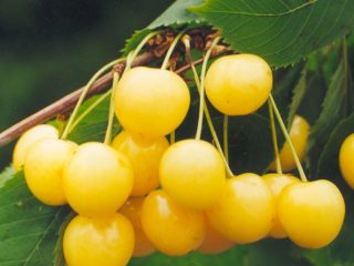 Cherry Chermashnaya