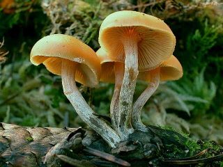 Como são os cogumelos falsos