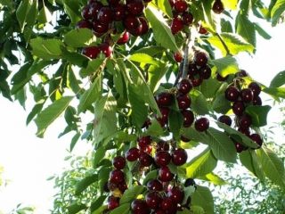 Cherry Valery Chkalov