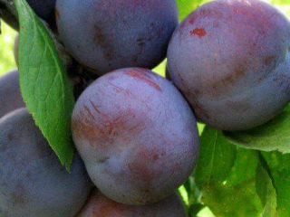 Plum home Etude
