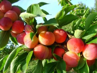 Jubileu de Plum Altai