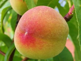 Peach Beterano