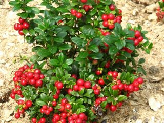 Lingonberry emner til vinteren uden madlavning