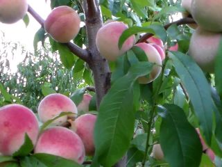 Peach greensboro