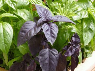 Growing basil from seeds at home